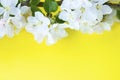 A beautiful sprig of an apple tree with white flowers against a yellow background. Blossoming branch. Spring still life Royalty Free Stock Photo