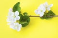 A beautiful sprig of an apple tree with white flowers against a yellow background. Blossoming branch. Spring still life Royalty Free Stock Photo