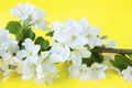 A beautiful sprig of an apple tree with white flowers against a yellow background. Blossoming branch. Spring still life Royalty Free Stock Photo