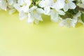 A beautiful sprig of an apple tree with white flowers against a yellow background. Blossoming branch. Spring still life Royalty Free Stock Photo