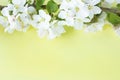 A beautiful sprig of an apple tree with white flowers against a yellow background. Blossoming branch. Spring still life Royalty Free Stock Photo