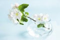 A beautiful sprig of an apple tree with white flowers in a glass vase against a blue background. Blossoming branch in a