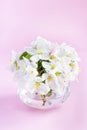 A beautiful sprig of an apple tree with white flowers in a glass vase against a pink background. Blossoming branch in a