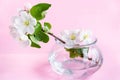 A beautiful sprig of an apple tree with white flowers in a glass vase against a pink background. Blossoming branch in a
