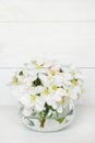 A beautiful sprig of an apple tree with white flowers in a glass vase against a white wooden background. Blossoming