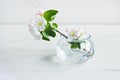 A beautiful sprig of an apple tree with white flowers in a glass vase against a white wooden background. Blossoming branch in a Royalty Free Stock Photo