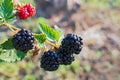 Beautiful sprig of blackberry with dew drops