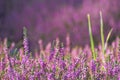 Beautiful sprig of bright lilac heather flowers