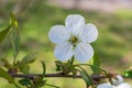 The beautiful sprig of cherry tree with lonely big flower closeup Royalty Free Stock Photo