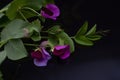 Beautiful sprig of Purple garden peas with water drops with reflection on a black background