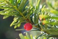 Beautiful sprig of yew with one bright red berry closeup