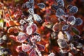 Beautiful sprigs of barberry in the frost.