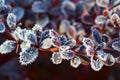 Beautiful sprigs of barberry in the frost.