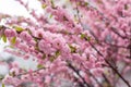 Beautiful sprigs of a blooming terry sakura