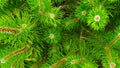 Beautiful sprigs of dwarf pine.