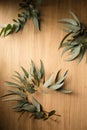 Beautiful sprigs of eucalyptus on a wooden background