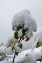 Snow over apple tree flowers. close up Royalty Free Stock Photo