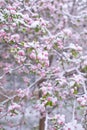 Beautiful spring apple blossoms covered with snow. Bloom tree flowers covered in snow. Spring frost over may blooming Royalty Free Stock Photo