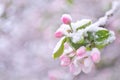 Beautiful spring apple blossoms covered with snow. Bloom tree flowers covered in snow. Spring frost over may blooming Royalty Free Stock Photo