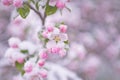 Beautiful spring apple blossoms covered with snow. Bloom tree flowers covered in snow. Spring frost over may blooming Royalty Free Stock Photo