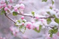 Beautiful spring apple blossoms covered with snow. Bloom tree flowers covered in snow. Spring frost over may blooming Royalty Free Stock Photo