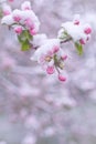 Beautiful spring apple blossoms covered with snow. Bloom tree flowers covered in snow. Spring frost over may blooming Royalty Free Stock Photo