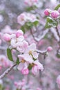 Beautiful spring apple blossoms covered with snow. Bloom tree flowers covered in snow. Spring frost over may blooming Royalty Free Stock Photo