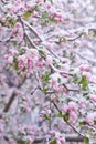 Beautiful spring apple blossoms covered with snow. Bloom tree flowers covered in snow. Spring frost over may blooming Royalty Free Stock Photo