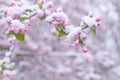 Beautiful spring apple blossoms covered with snow. Bloom tree flowers covered in snow. Spring frost over may blooming Royalty Free Stock Photo