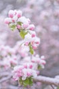 Beautiful spring apple blossoms covered with snow. Bloom tree flowers covered in snow. Spring frost over may blooming Royalty Free Stock Photo