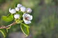 Beautiful spring apple tree blossoms against a blurred peaceful blue background Royalty Free Stock Photo