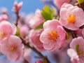 Beautiful Spring Apricot tree blossom timelapse, extreme close up. Royalty Free Stock Photo