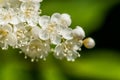 Beautiful spring apricot white flowers