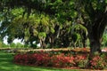 Beautiful Spring Azaleas