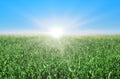 Beautiful spring backdrop. Abstract blurred spring background with green grass blue sky Royalty Free Stock Photo