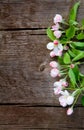 Beautiful spring background with Apple Flowers tree