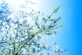 The spring background of the apple tree blossom against the blue and clear sky and sunshine. Selective focus. Royalty Free Stock Photo