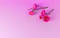 Beautiful spring background. Branch of blooming japanese quince on a pink background. Chaenomeles japonica Royalty Free Stock Photo