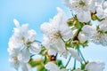 Beautiful spring background, branches of blossoming apricot, white apricot flowers, clear blue sky