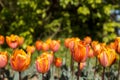 Beautiful spring background with bright orange Triumph tulip
