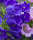 Beautiful spring background with Canterbury bellflower