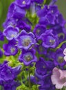 Beautiful spring background with Canterbury bellflower