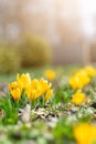 Beautiful spring background with close-up of blooming yellow and purple crocus. First flowers on a meadow in park under bright sun Royalty Free Stock Photo