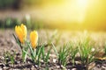 Beautiful spring background with close-up of blooming yellow and purple crocus. First flowers on a meadow in park under bright sun Royalty Free Stock Photo