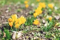 Beautiful spring background with close-up of blooming yellow and purple crocus. First flowers on a meadow in park under bright sun Royalty Free Stock Photo