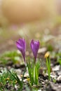 Beautiful spring background with close-up of blooming yellow and purple crocus. First flowers on a meadow in park under bright sun Royalty Free Stock Photo