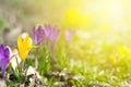 Beautiful spring background with close-up of blooming yellow and purple crocus. First flowers on a meadow in park under bright sun Royalty Free Stock Photo