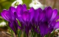 Beautiful spring background with close-up of a group of blooming purple crocus flowers on a meadow