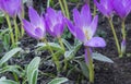 Beautiful spring background with a close-up of a group of blooming purple crocuses in a flower bed