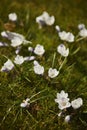 Beautiful spring background with close up of a group of blooming purple and white crocus flowers on a meadow. Royalty Free Stock Photo